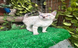 Bengal cats for sale: Two incredibly friendly TICA reg kittens  in Darwen - Image 6