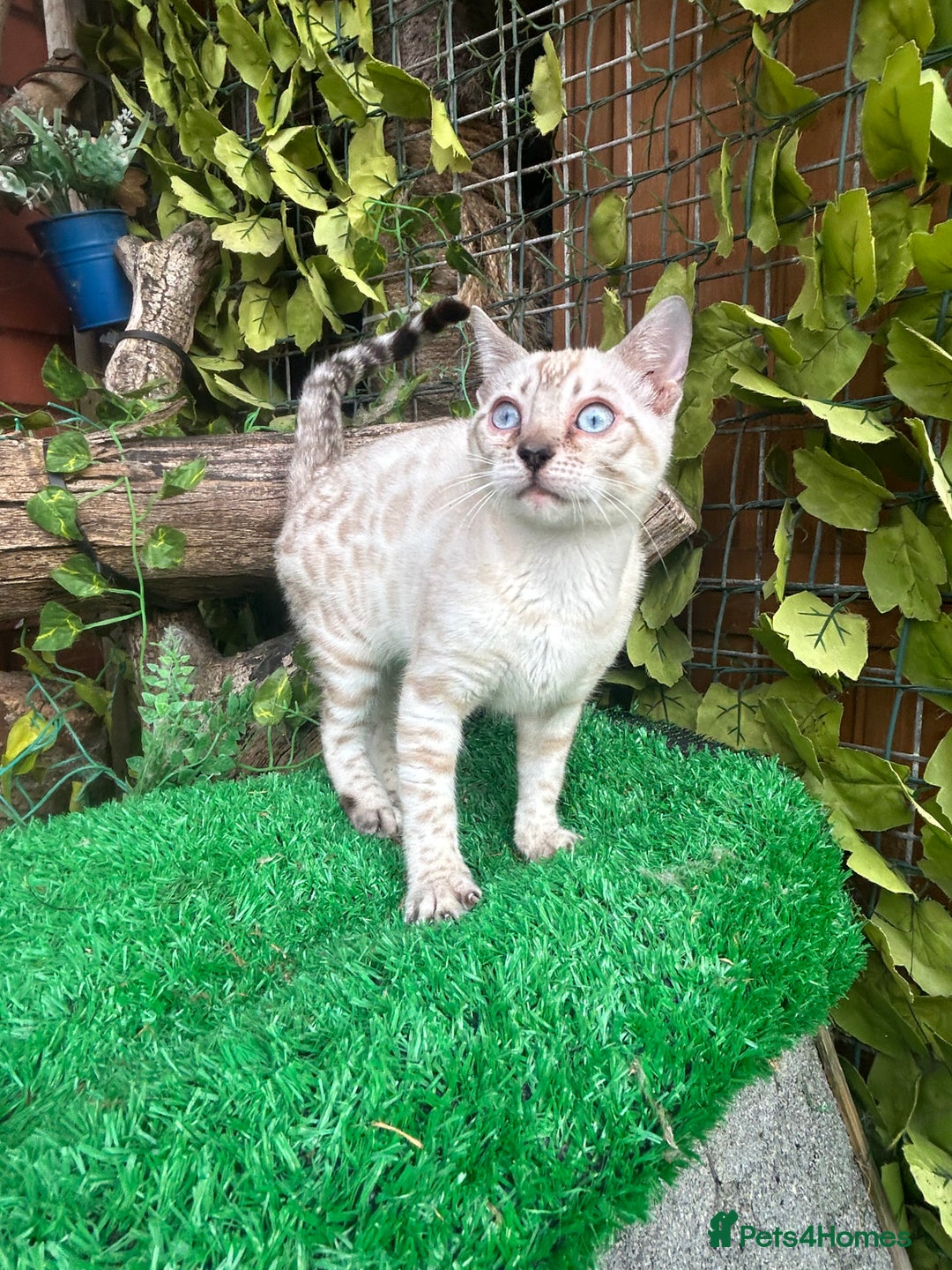 Bengal cats for sale: Two incredibly friendly TICA reg kittens  in Darwen - Image 6