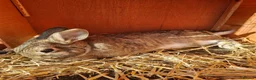 Netherland Dwarf rabbits for sale: Bonded pair  - Advert 2