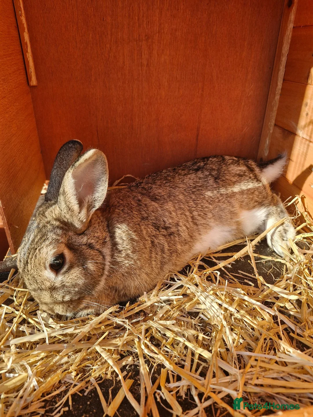 Netherland Dwarf rabbits for sale: Bonded pair  - Advert 2
