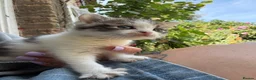 British Shorthair cats for sale: Five gorgeous soft kittens  - Advert 13