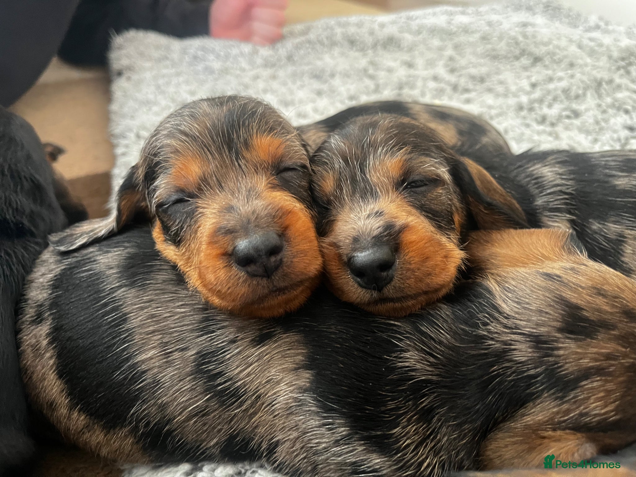 Miniature Dachshund dogs Miniature Dachshund  - Advert 7