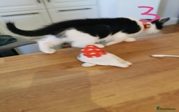Mixed Breed cats for sale: Beautiful kittens ready now - Image 34