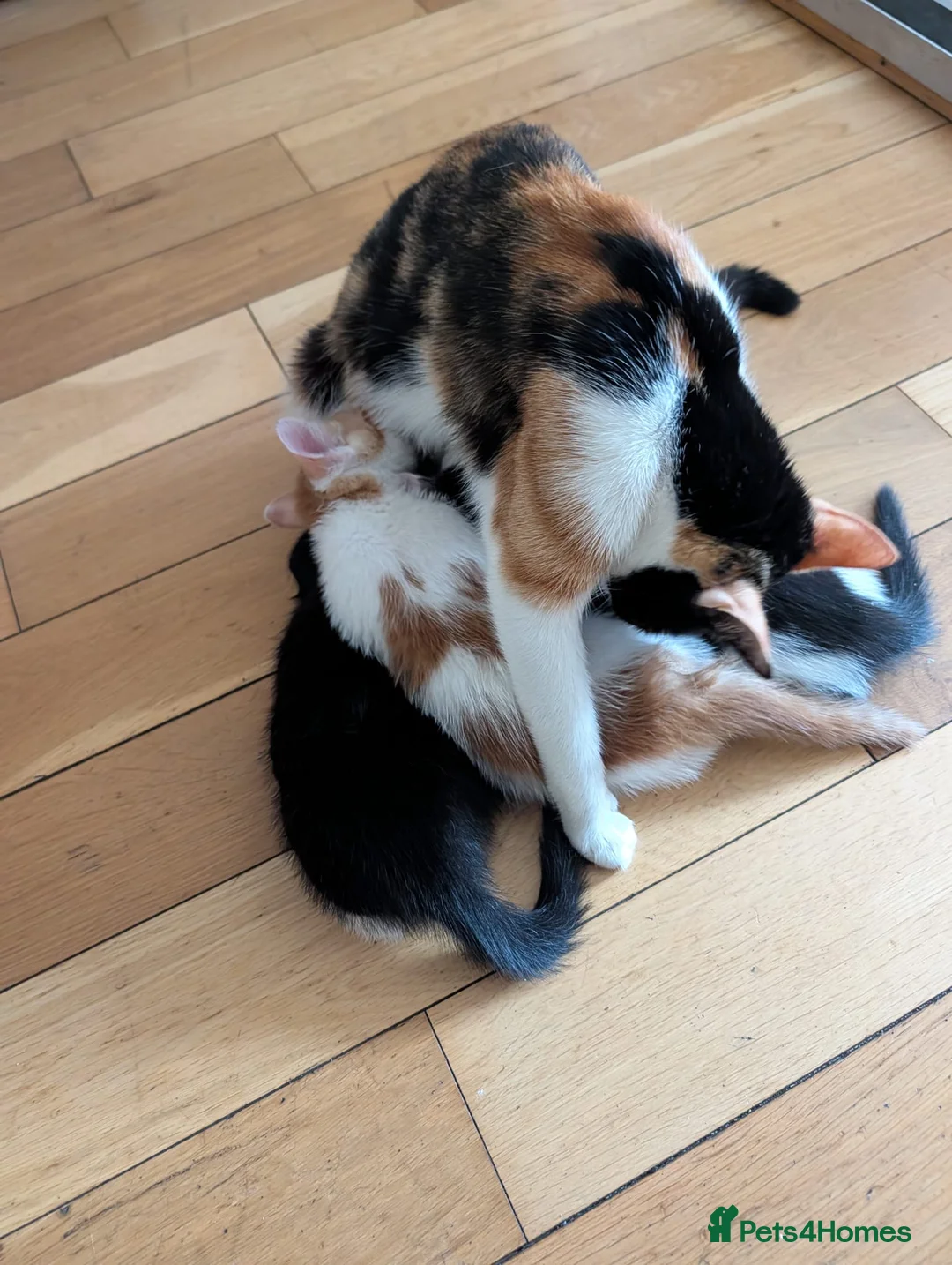 Mixed Breed cats for sale: Kittens ready for new home  - Advert 2