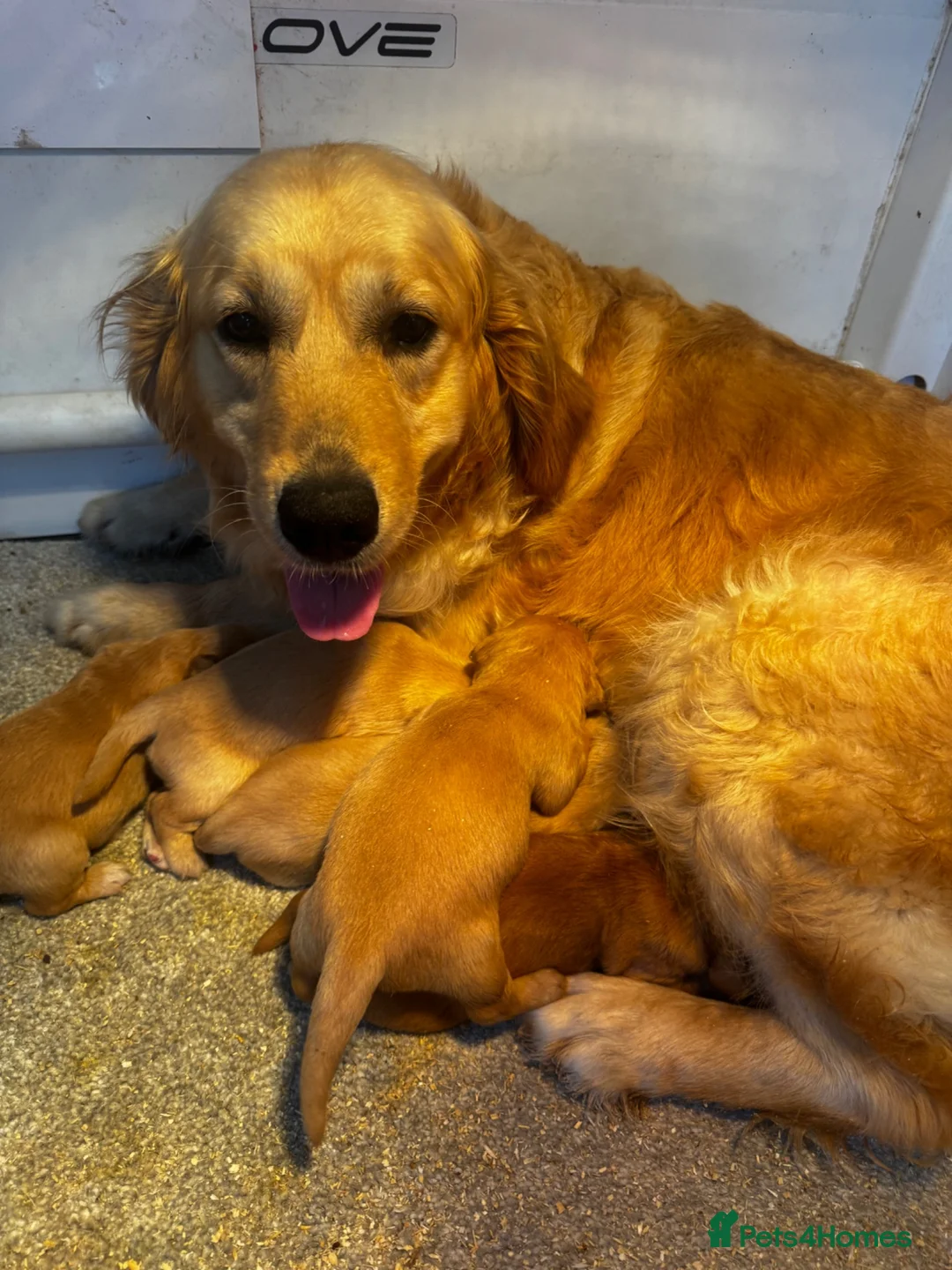 Golden Retriever dogs for sale: 5 exceptional golden retrievers  - Advert 1