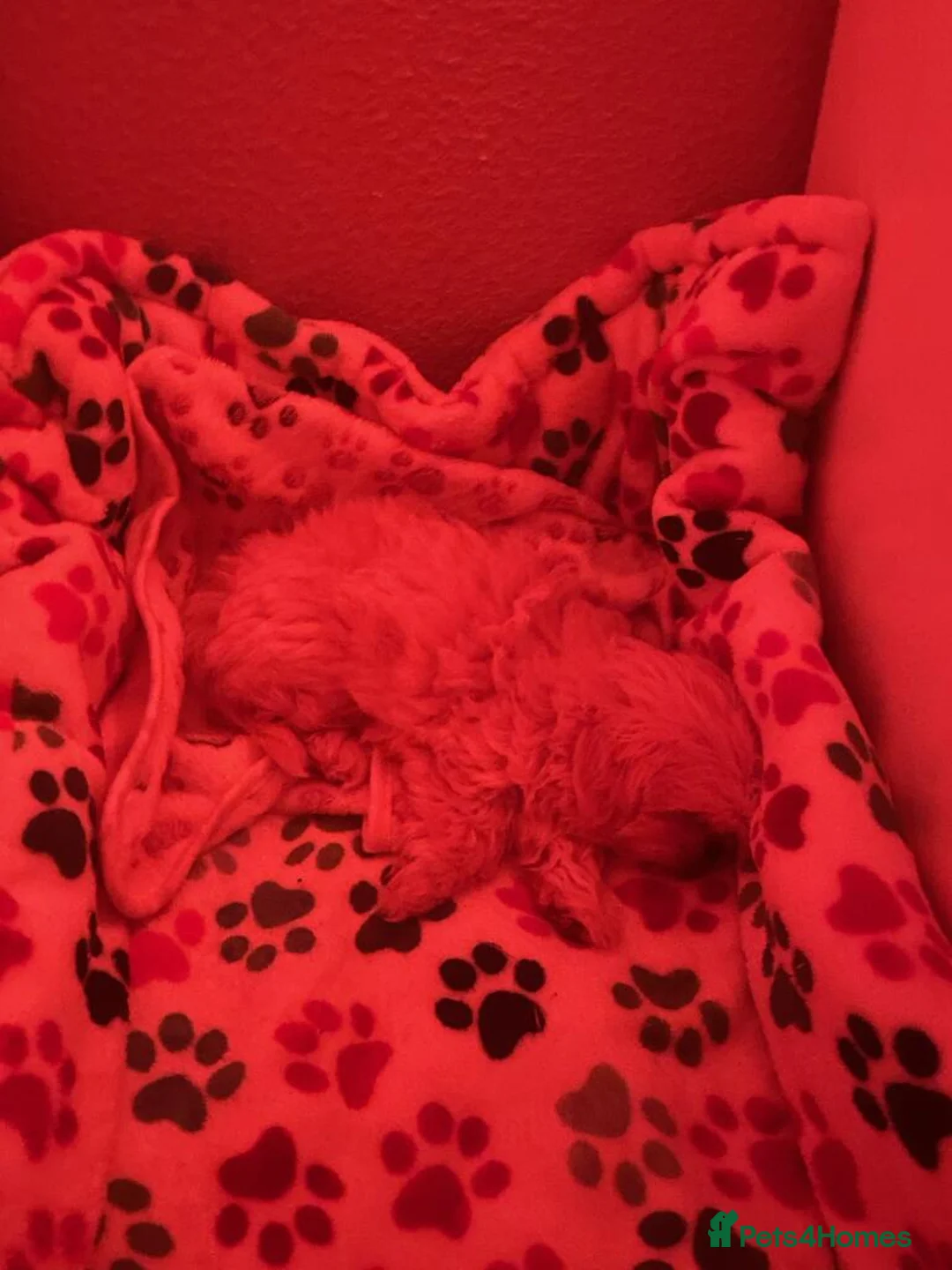 Shih Tzu dogs for sale: Male Imperial Shih Tzu Pup For Sale - Advert 2