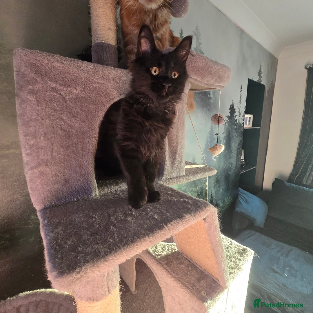 Maine Coon cats for sale: Last gorgeous Maine Coon  - Advert 7