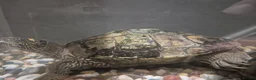 Turtle reptiles for sale: Map & musk turtle needing new home  in Kirkcaldy - Advert 2