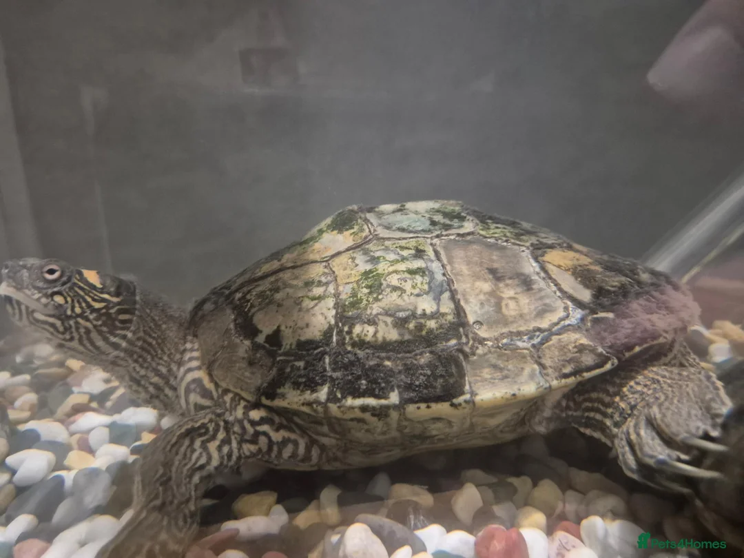 Turtle reptiles for sale: Map & musk turtle needing new home  in Kirkcaldy - Advert 2