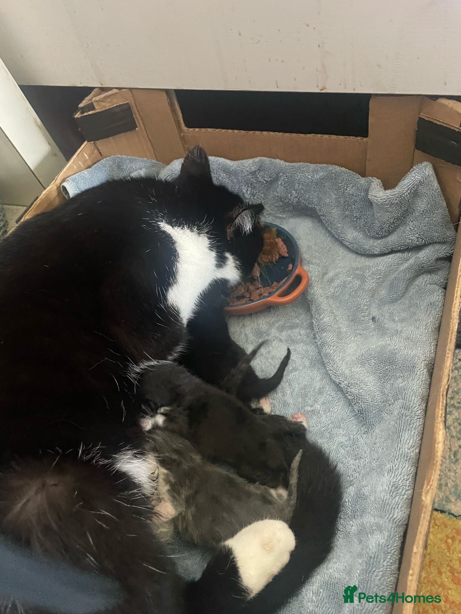Mixed Breed cats 7 Beautiful Boy Kittens — Ready Now ✅ £20 each - Advert 1