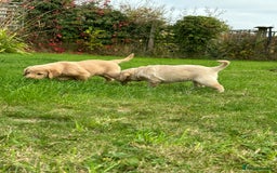 Labradoodle dogs for sale: Adorable Labrador doodle pups from KC reg parents - Image 2