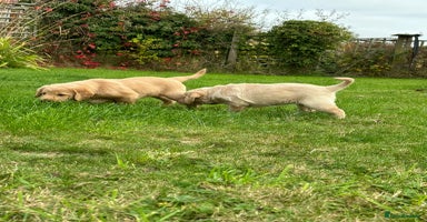 Labradoodle dogs - Advert 6