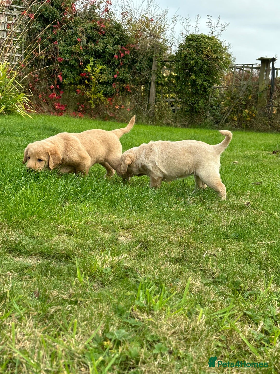 Labradoodle dogs for sale: Adorable Labrador doodle pups from KC reg parents - Image 2