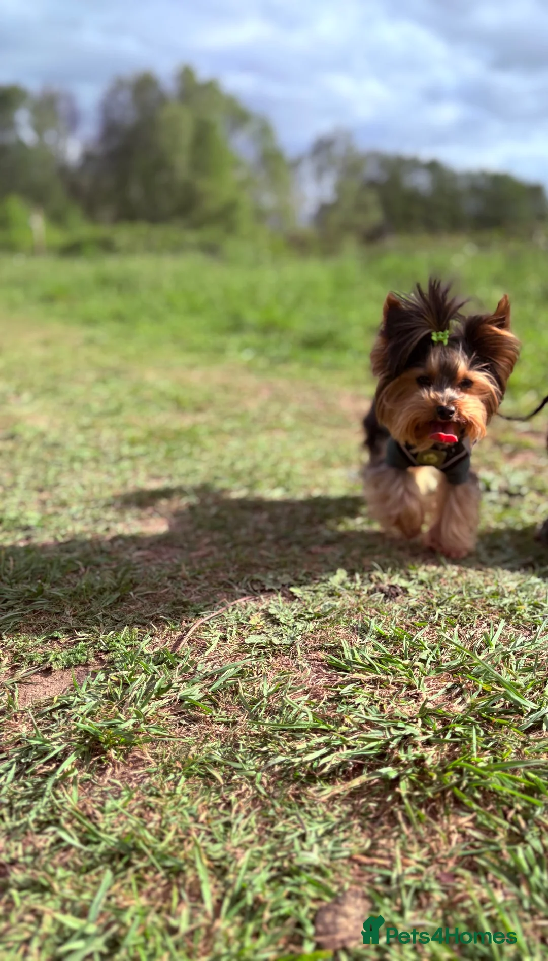 Yorkshire Terrier dogs for sale: 🐾 Tiny 2-Year-Old Male – £1,500 🐾 Rehome - Advert 2