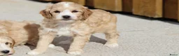 Cavapoochon dogs for sale: Cavapoochon puppies for sale - Advert 25