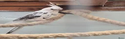 Cockatiels birds for sale: White face male  in Blackpool - Advert 3