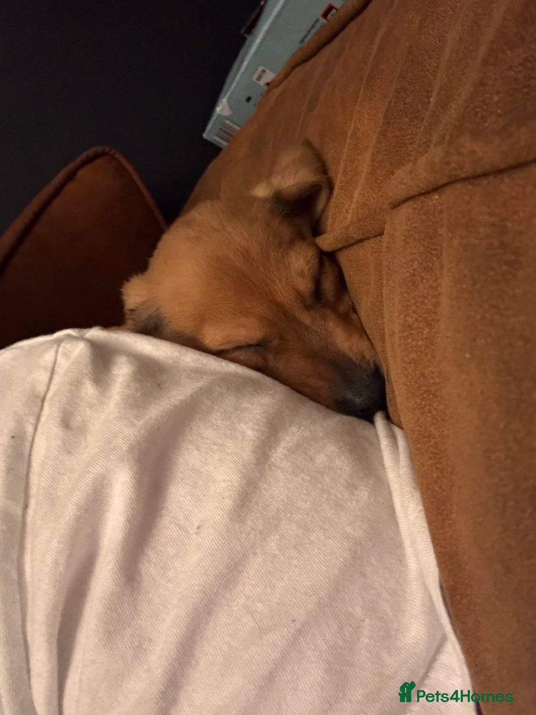 Mixed Breed dogs for sale: Jack russell x dachshund  - Advert 4