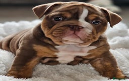 English Bulldog dogs for sale: Stunning KC Registered English Bulldog Bitch  - Image 2