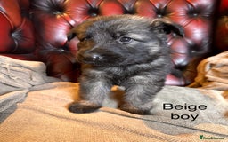 German Shepherd dogs for sale: Long-Haired Straight Back German Shepherd Puppies - Image 14