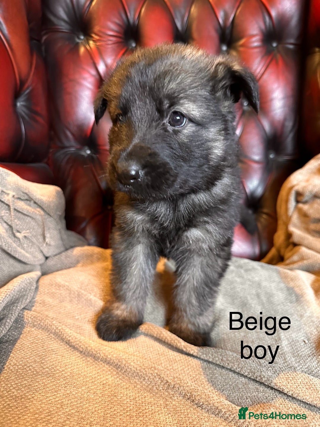 German Shepherd dogs for sale: Long-Haired Straight Back German Shepherd Puppies - Image 14