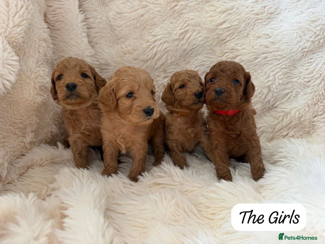 Mini Goldendoodle dogs for sale: Beautiful Miniature Goldendoodles Available  - Advert 1