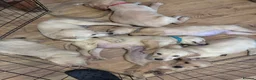 Goldador dogs for sale: Labrador x golden retriever ( goldador) - Advert 10