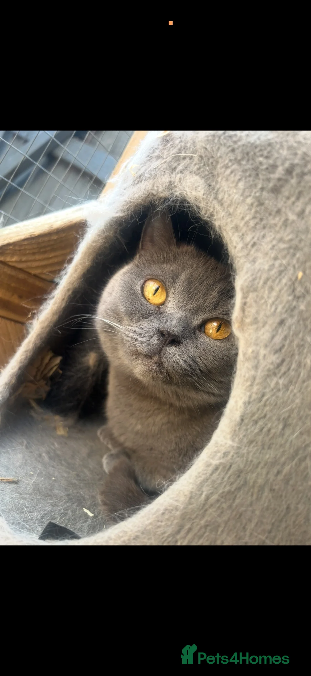 British Longhair cats for sale: Pure bred British short haired  - Advert 2
