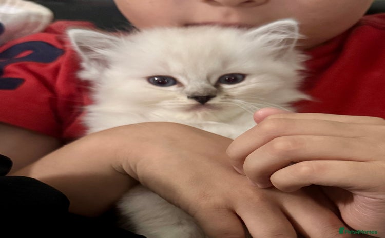 Ragdoll cats - Advert 2