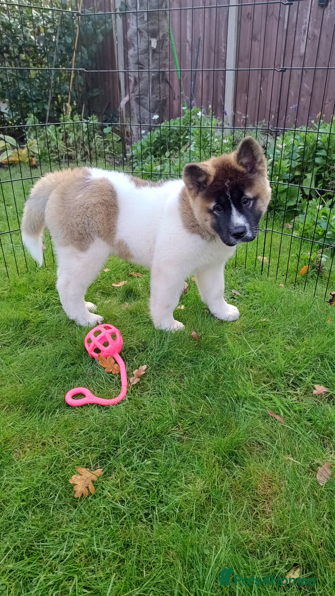 Akita dogs for sale: Beautiful KC registered Akitas  - Image 16