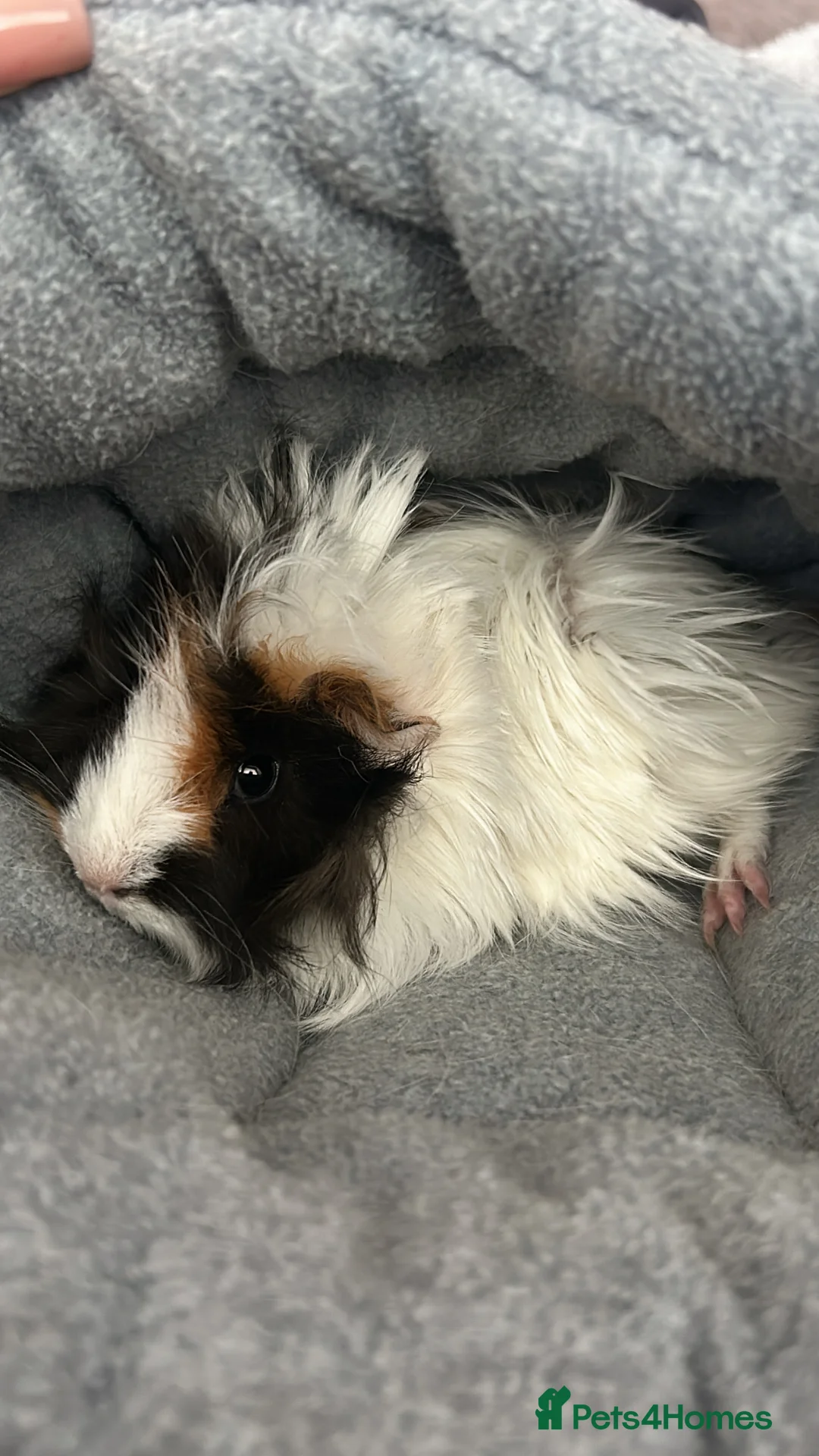 Guinea Pig rodents for sale: Beautiful mixed gender guinea pigs  - Advert 12