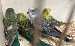 Budgerigars birds for sale: Budgies for sale, black wings, all in good health  - Image 17