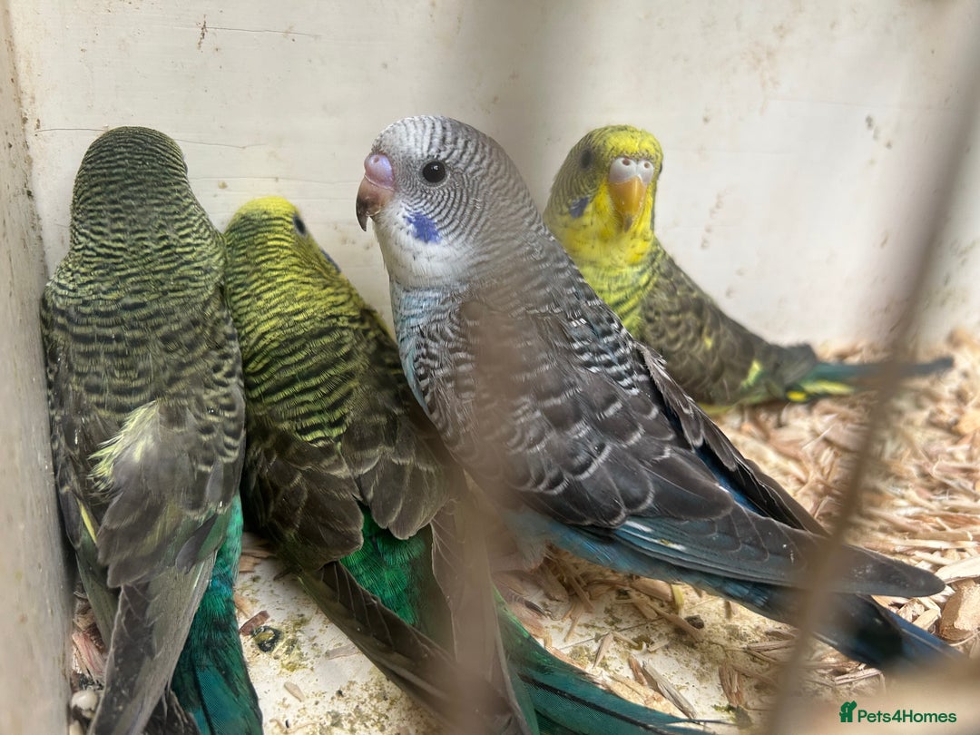 Budgerigars birds for sale: Budgies for sale, black wings, all in good health  - Image 17