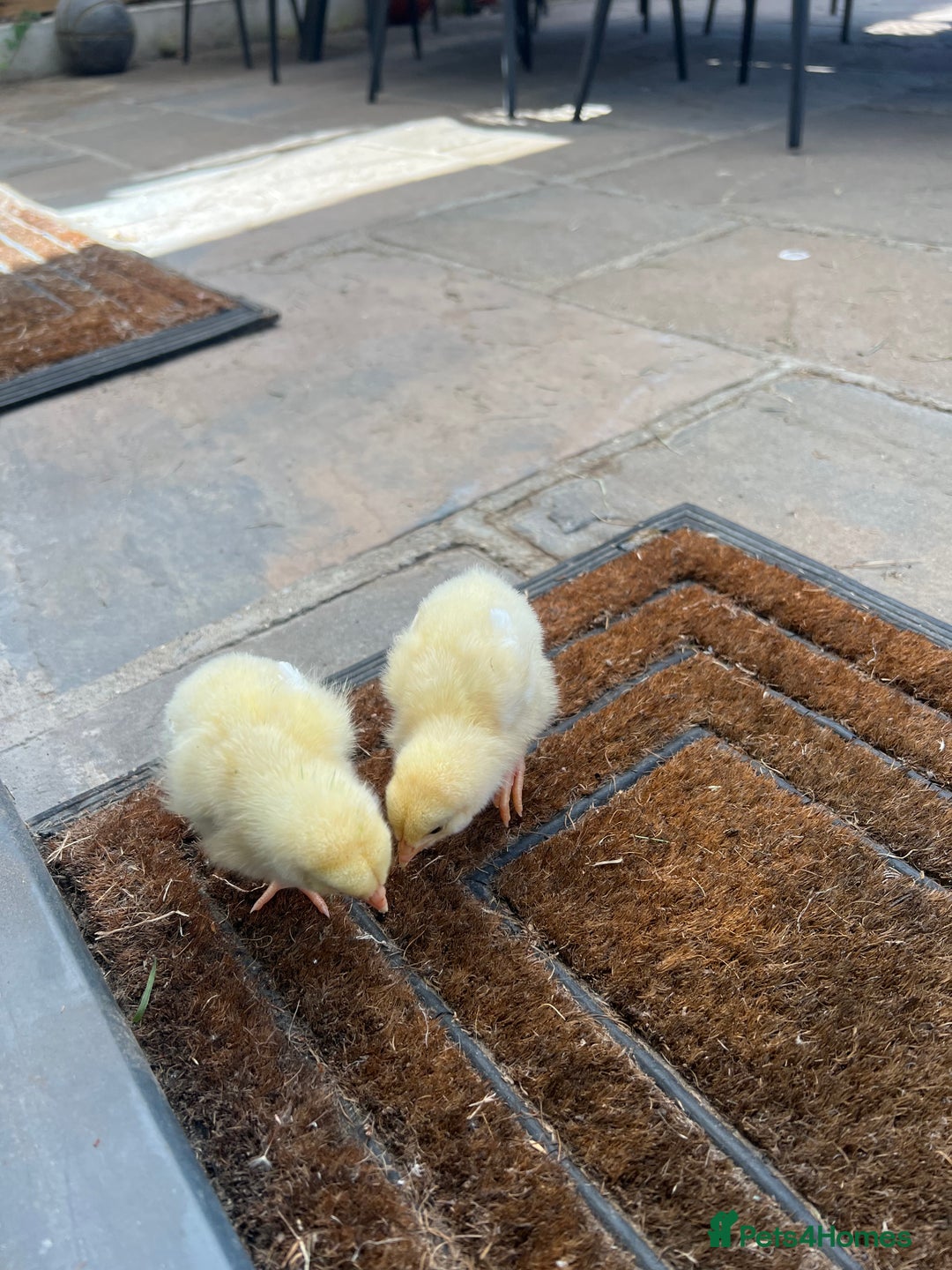 Chickens poultry for sale: Chicks for free - Image 3