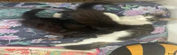Mixed Breed cats for sale:  kittens 😸  - Advert 2