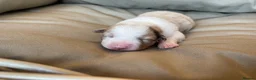 Border Collie dogs for sale: 🐾OUTSTANDING *UNIQUE* BORDER COLLIE PUPPIES🐾 - Advert 8