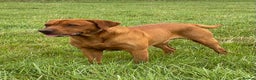 Labrador Retriever dogs for stud: PROVEN & FULLY HEALTH TESTED KC Dark Fox Red Stud  in York - Advert 6