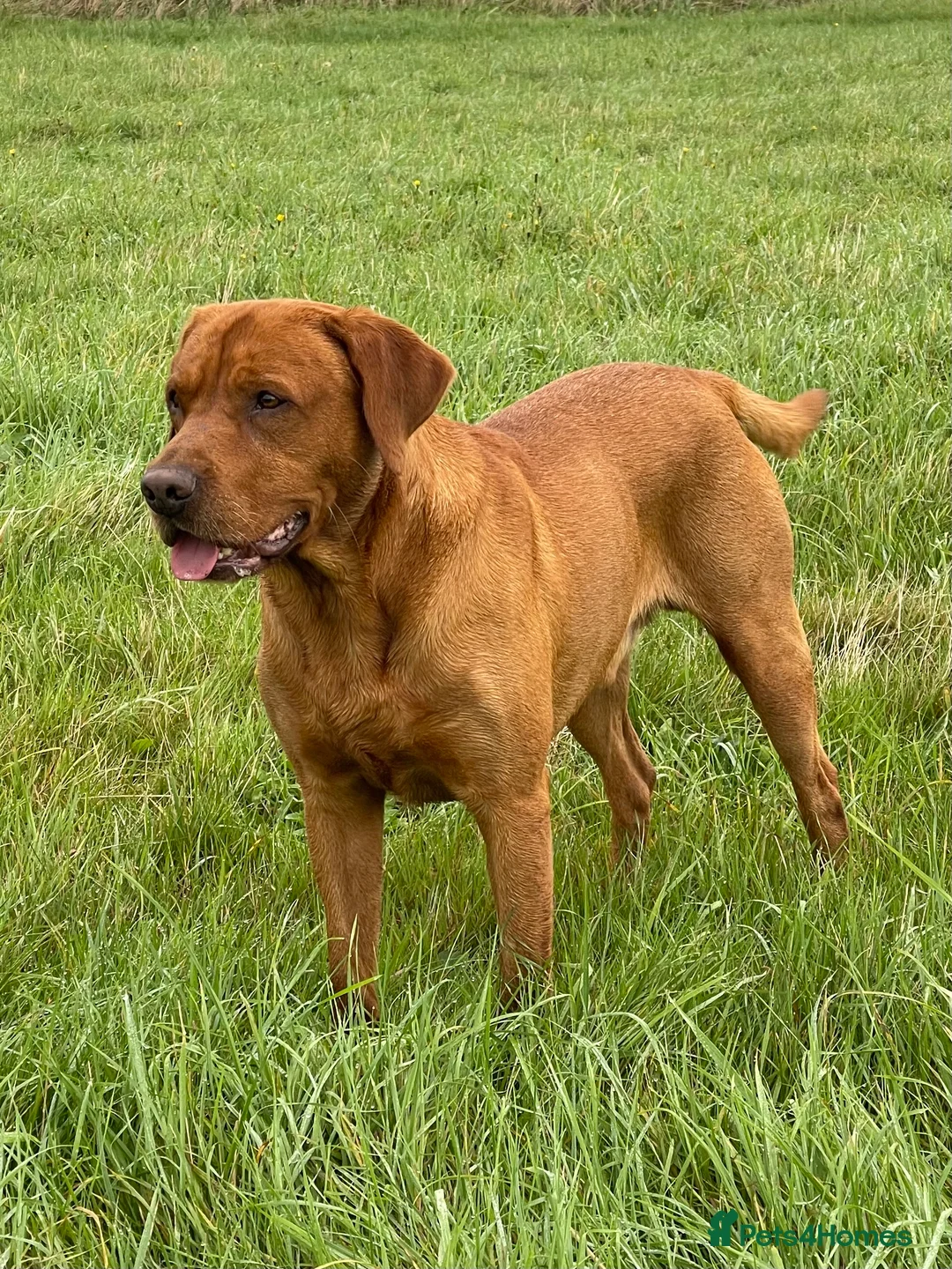 Labrador Retriever dogs for stud: PROVEN & FULLY HEALTH TESTED KC Dark Fox Red Stud  in York - Advert 6