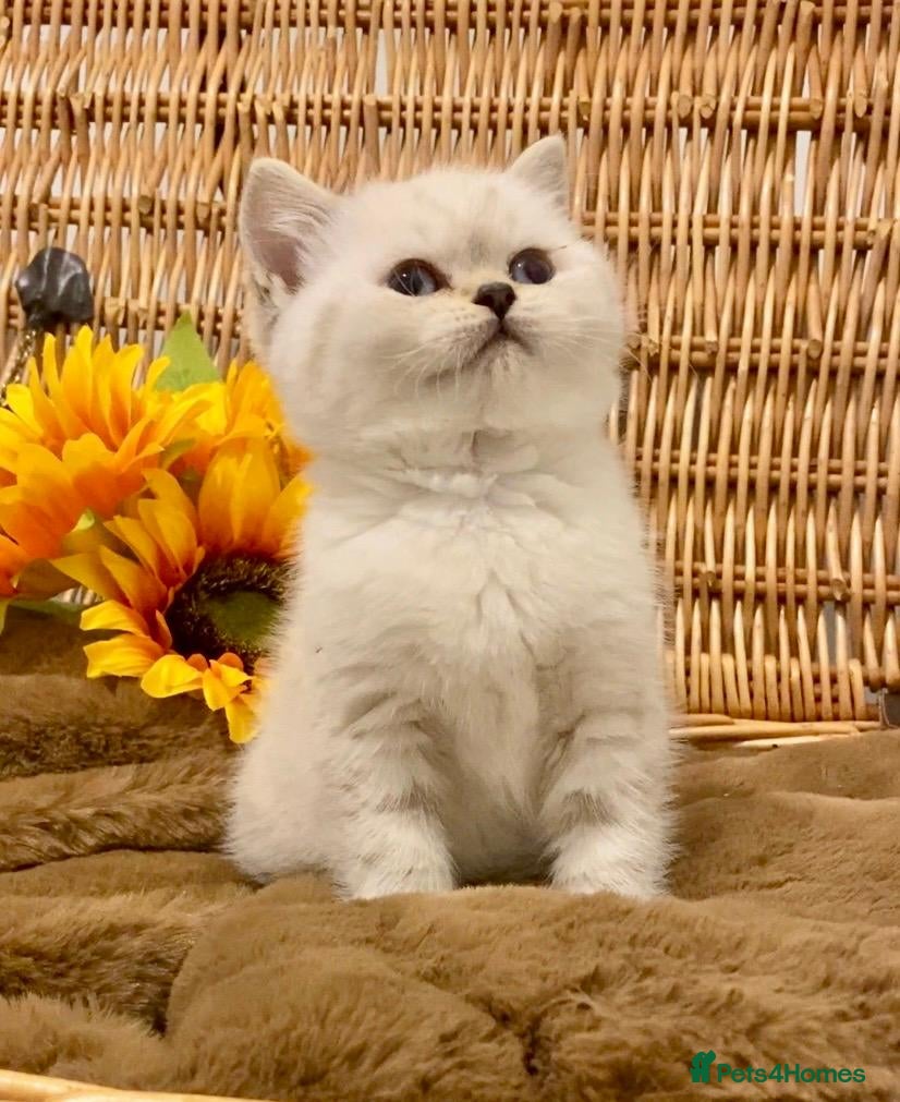 British Shorthair cats RARE SEAL LYNX PURE BRED BSH TEDDY BEARS - Advert 14