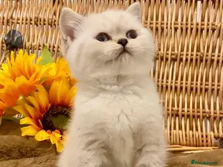 British Shorthair cats RARE SEAL LYNX PURE BRED BSH TEDDY BEARS - Advert 14