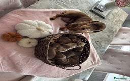 Dachshund dogs for sale: Miniature dachshund for sale  - Image 1