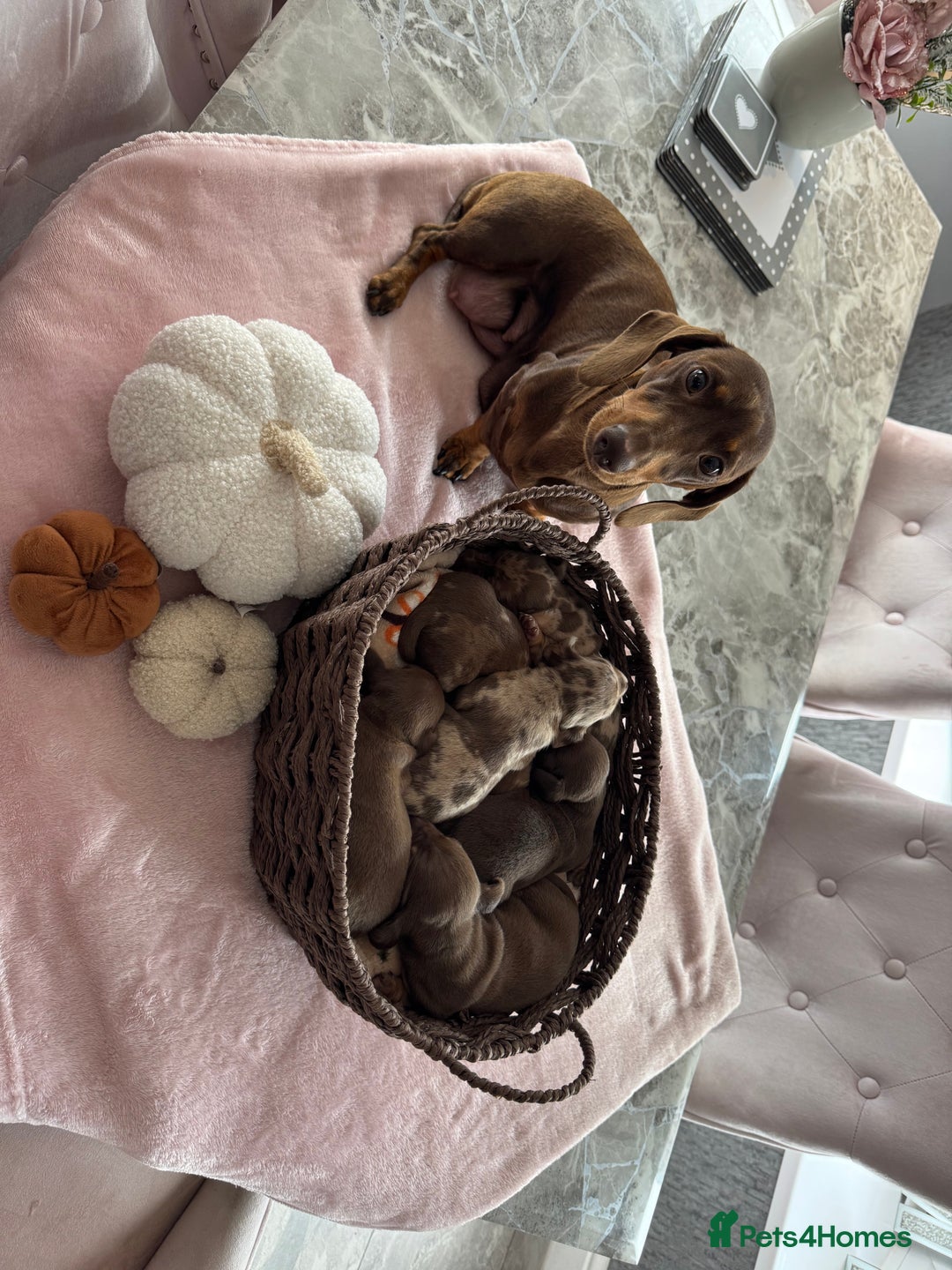 Dachshund dogs for sale: Miniature dachshund for sale  - Image 1