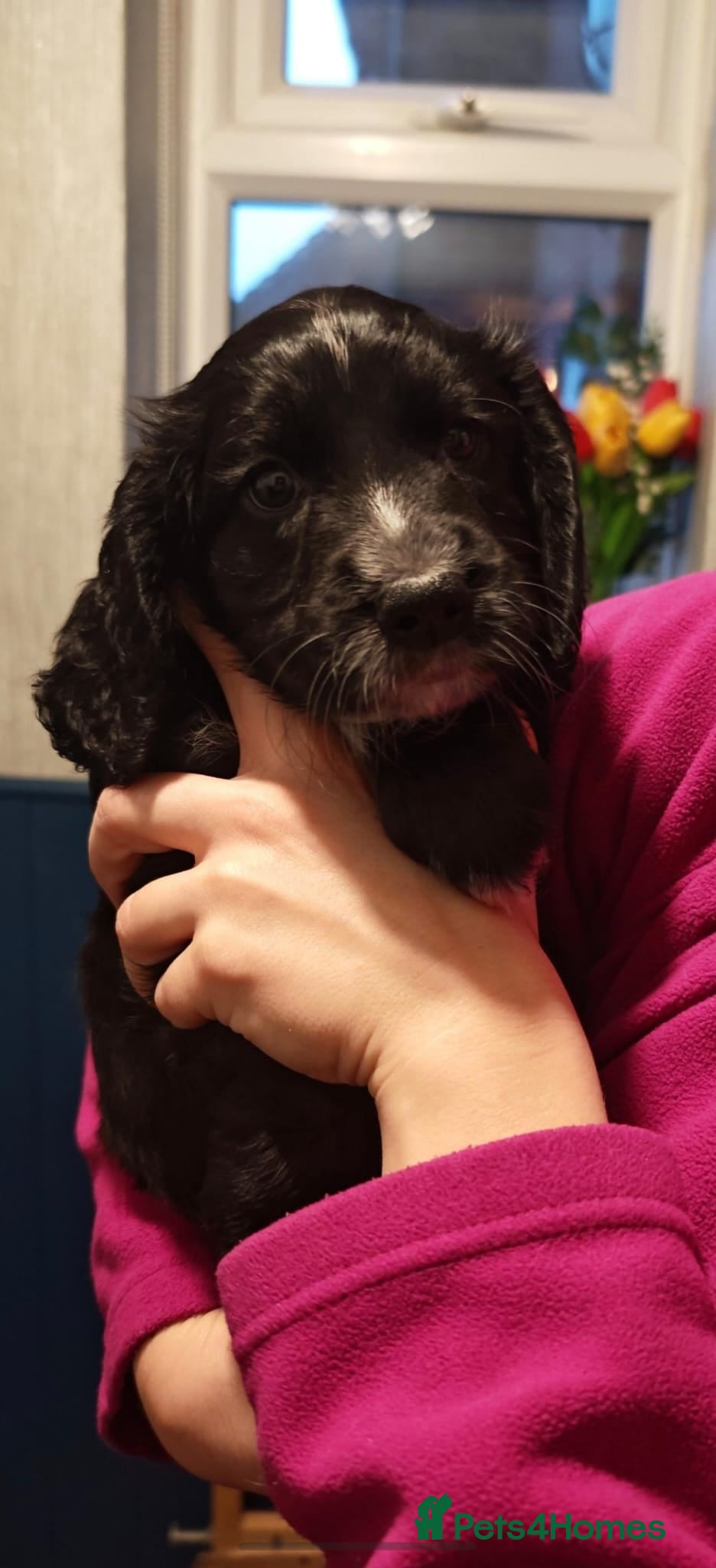Cocker Spaniel dogs Working cocker spaniel puppies - Advert 4