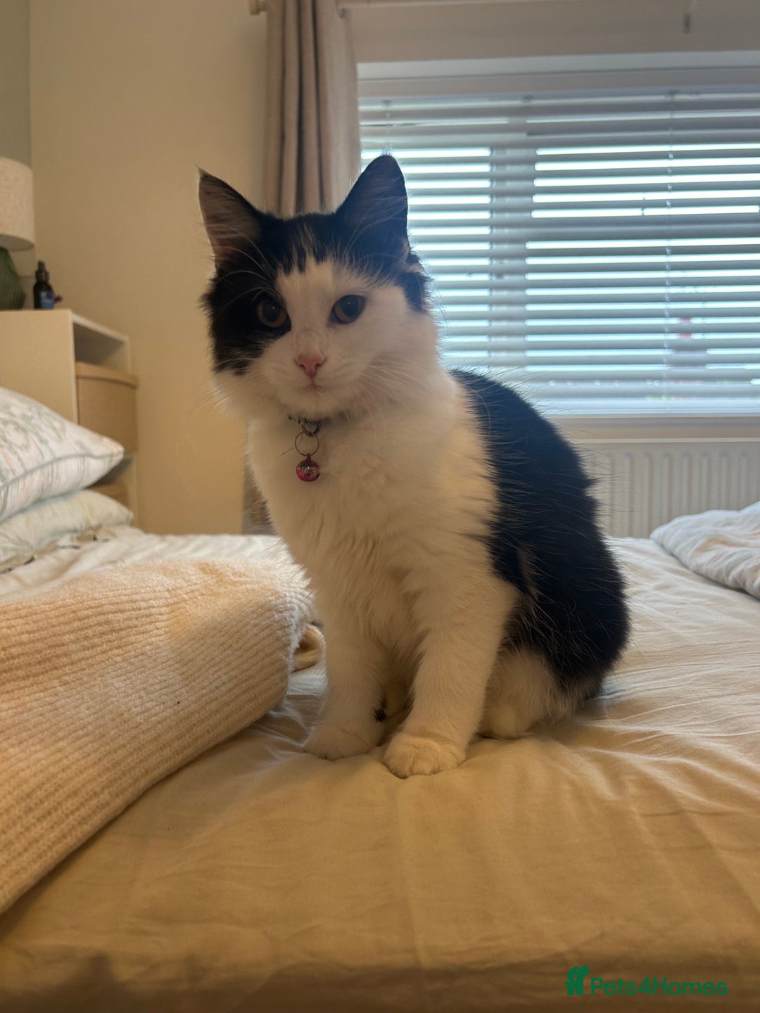 Mixed Breed cats for sale: X2 black and white fluffy girl kittens left - Image 4