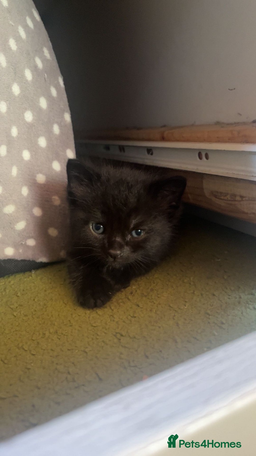 Mixed Breed cats for sale: Cute black male kitten  - Image 1