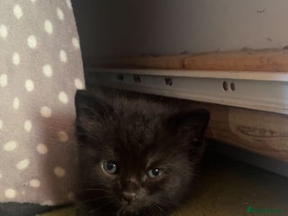 Mixed Breed cats - Advert 4