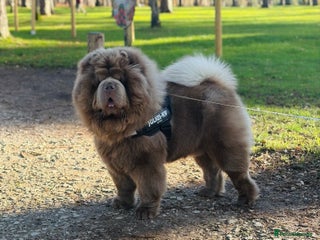 Chow Chow dogs Lilac Chow Chow for stud 🦁 - Advert 2