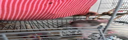 Rat rodents for sale: Fancy x dumbo rats - Advert 5