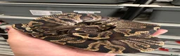 Python Snake reptiles for sale: Beautiful Royal Pythons for sale  - Advert 4