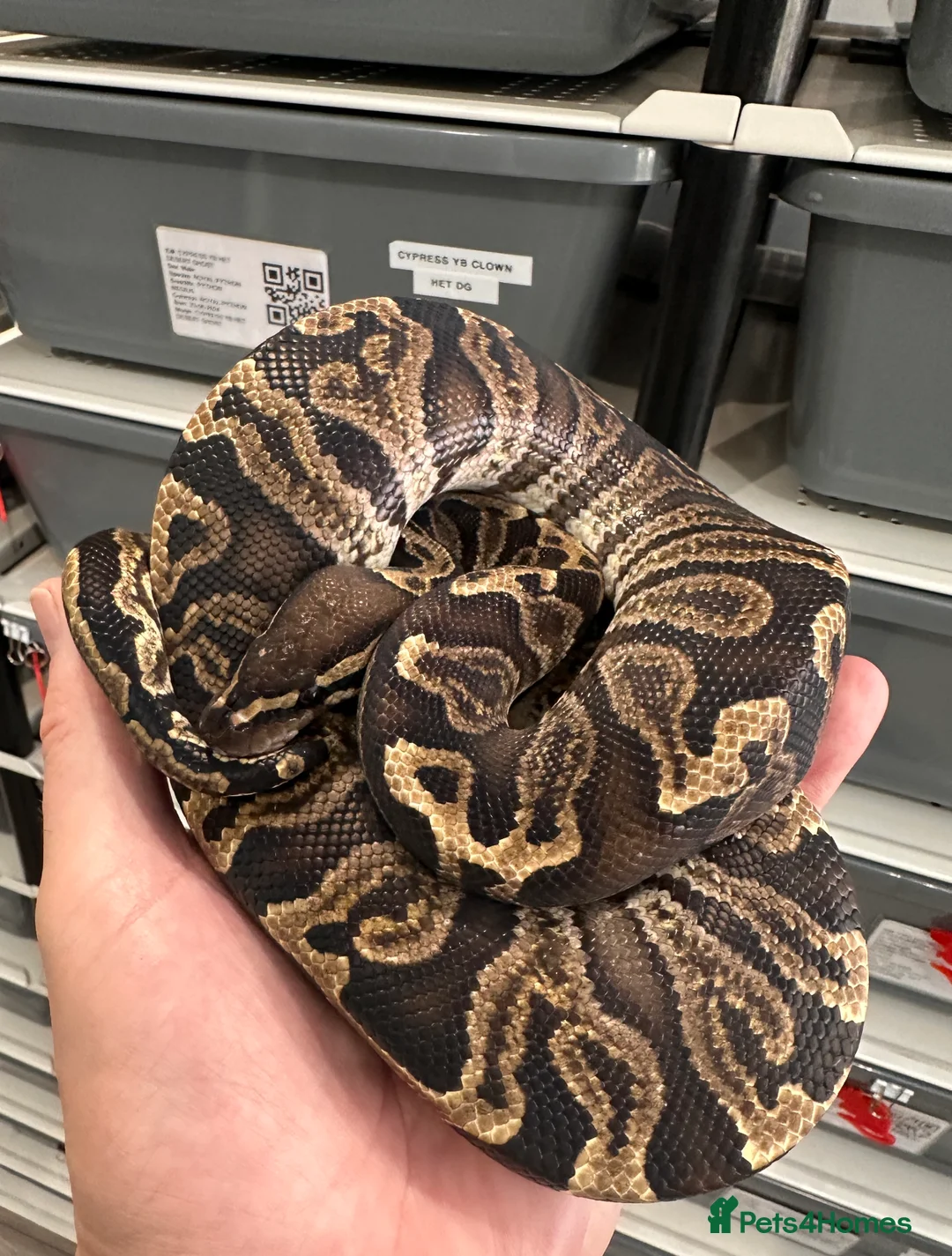 Python Snake reptiles for sale: Beautiful Royal Pythons for sale  - Advert 4