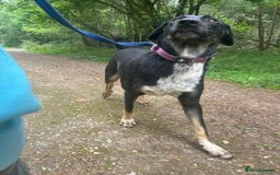 Mixed Breed dogs for adoption: Whiskey. Norwich Norfolk  - Image 15
